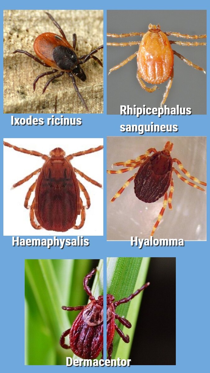 Виды крымских клещей