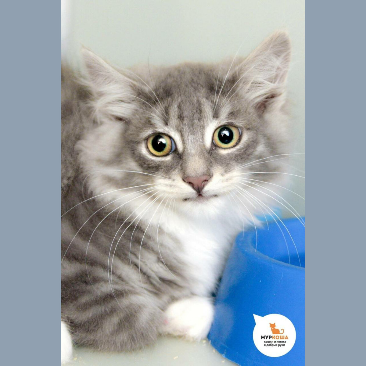 Котенка нашли на даче.