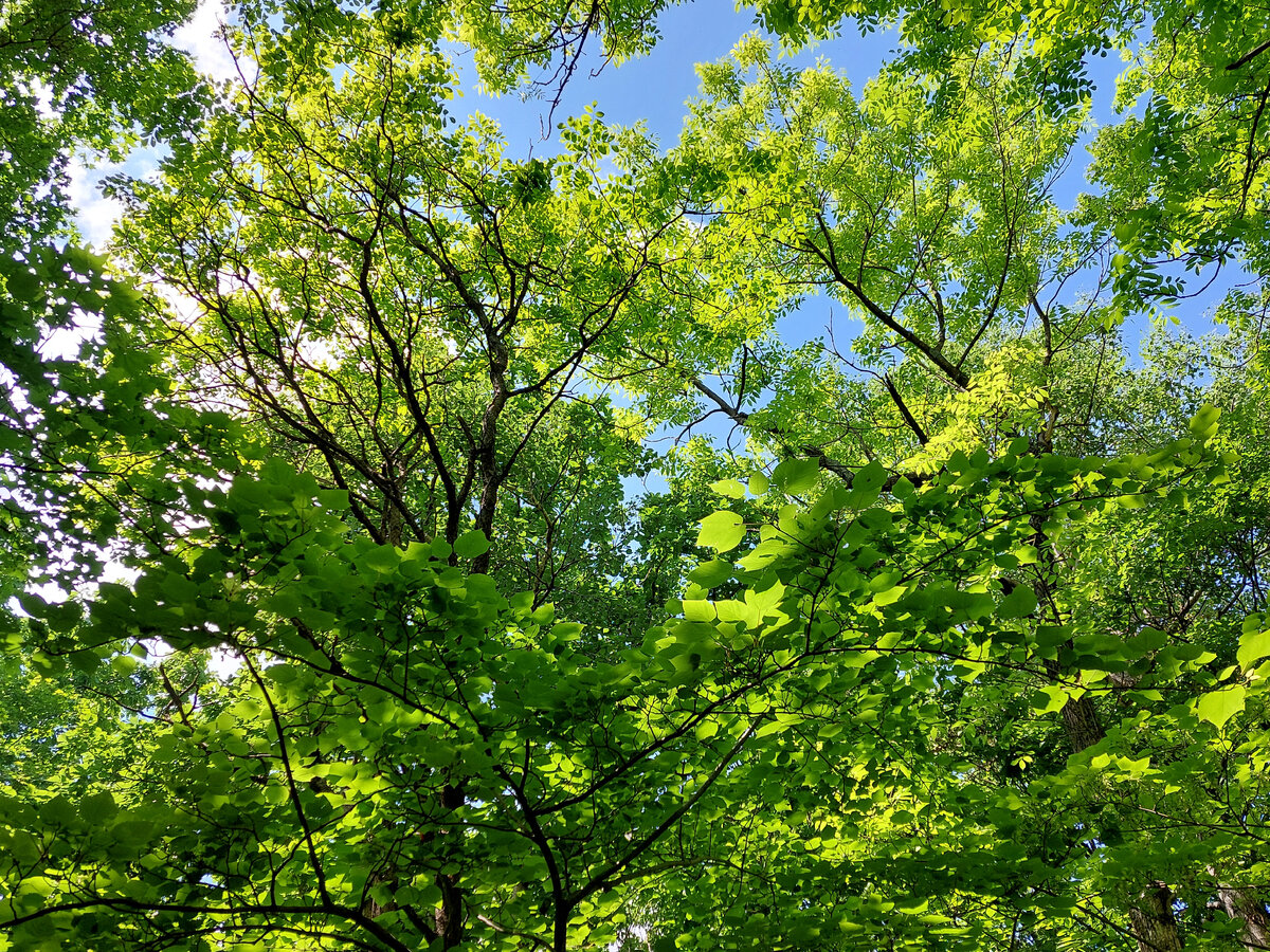 Я хотела вот такой гектар - непременно с деревьями.