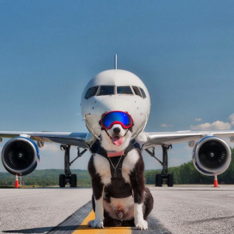   airportk9
