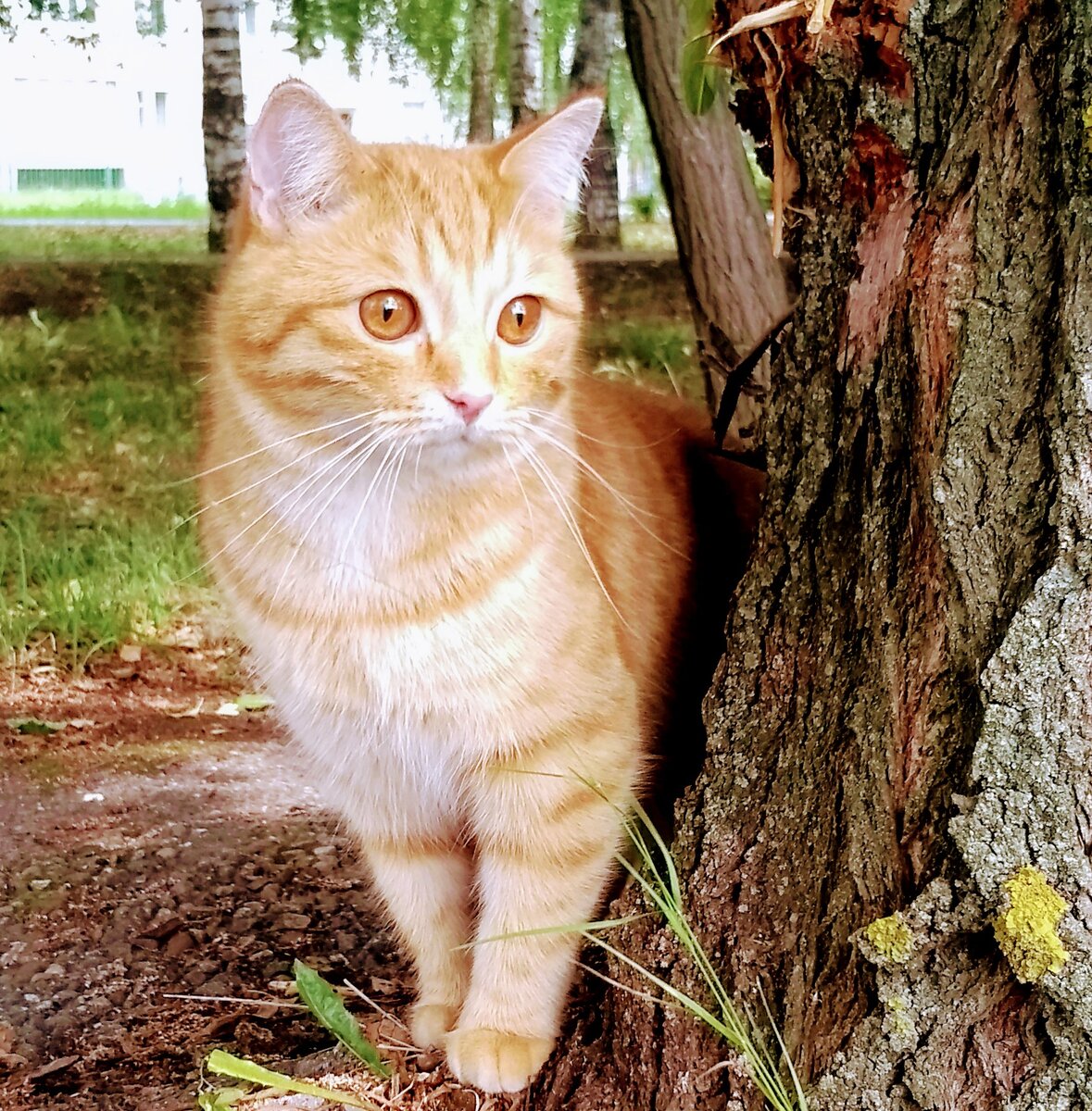 Как мы с котом от пчелиного роя убегали | Лунный Кот | Дзен