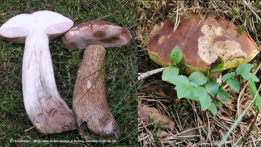 Желчный гриб (горчак)