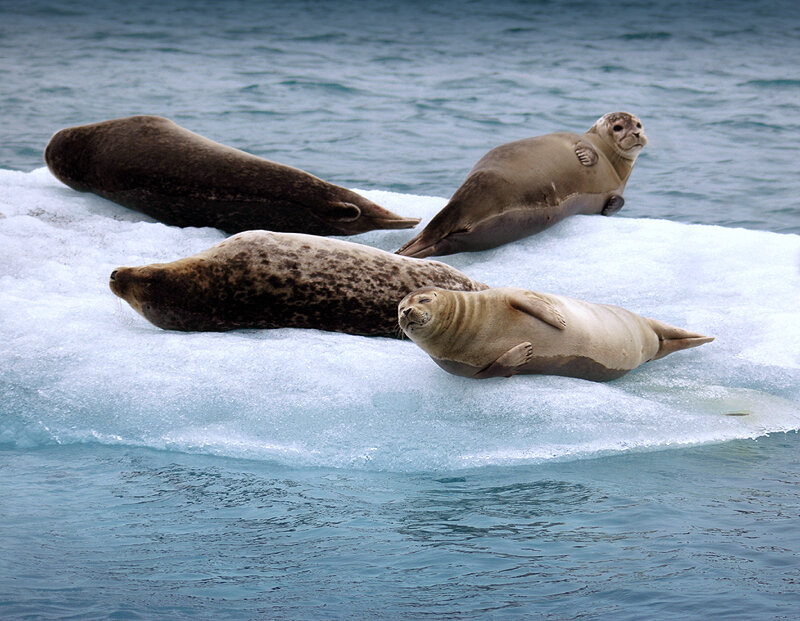 Seals in the Ice Lagoon, Iceland. Фотография гениального фотохудожника Николая Щербака. https://www.flickr.com/photos/niknik38/ 