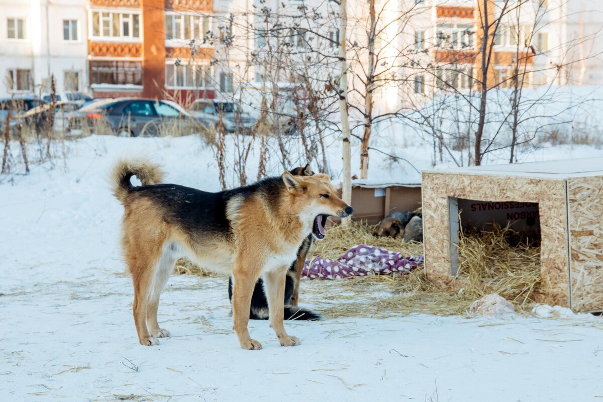    Пять протоколов составлено в Березово за самовыгул собак