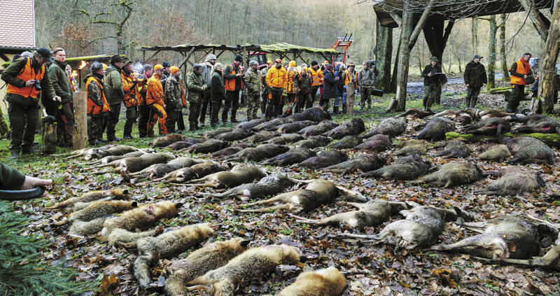 Фотография напоминает мне сюжет  настоящего побоища. Наслаждаться такой добычей настоящему охотнику нет никакого удовольствия. Даже к обреченному зверю надо относиться    уважительно.