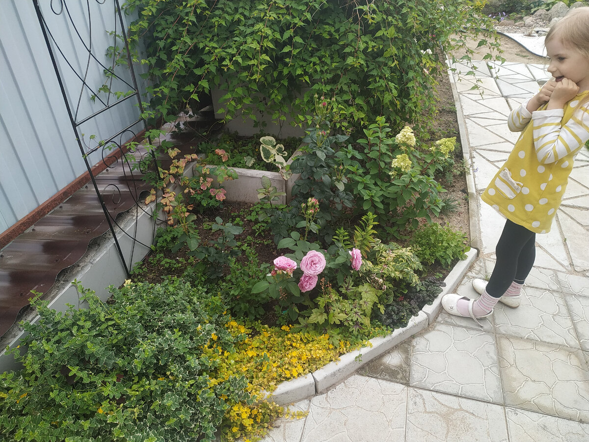 Это дочке понравилась роза лавендер айс) 