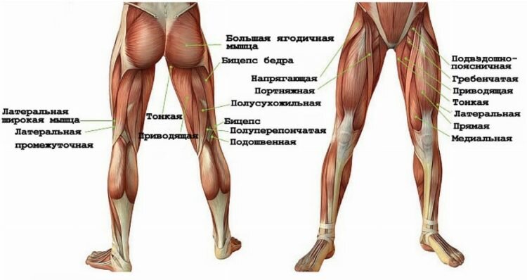 Часть мышц, задействованных при ходьбе.
