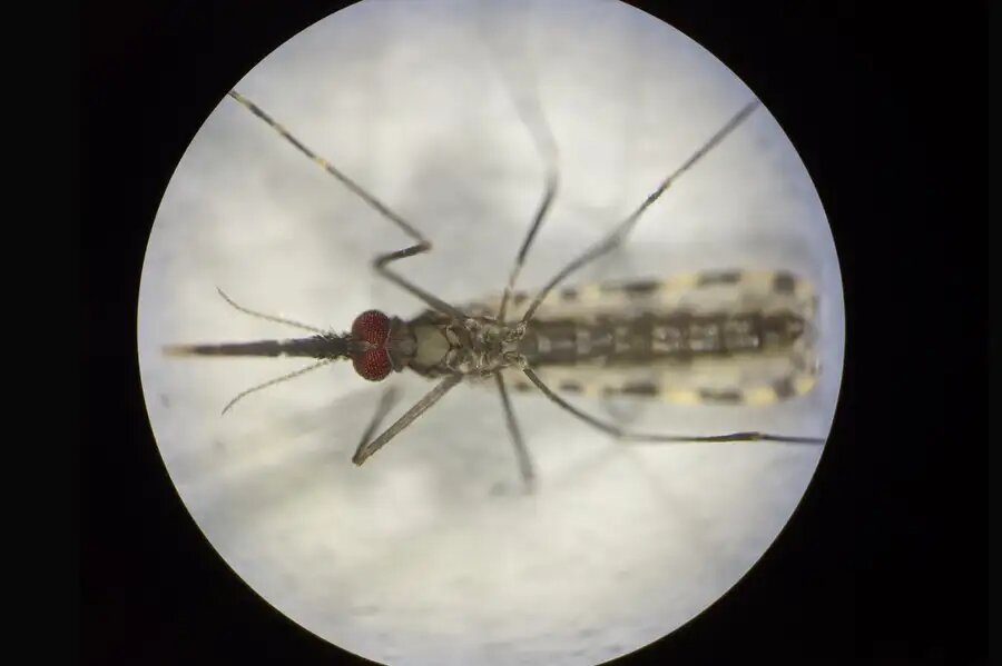 Самка комара Anopheles gambiae. Ее красные глаза указывают на наличие модифицированного гена, предназначенного для придания устойчивости к малярии. Фото: Rebeca Carballar-Lejarazú