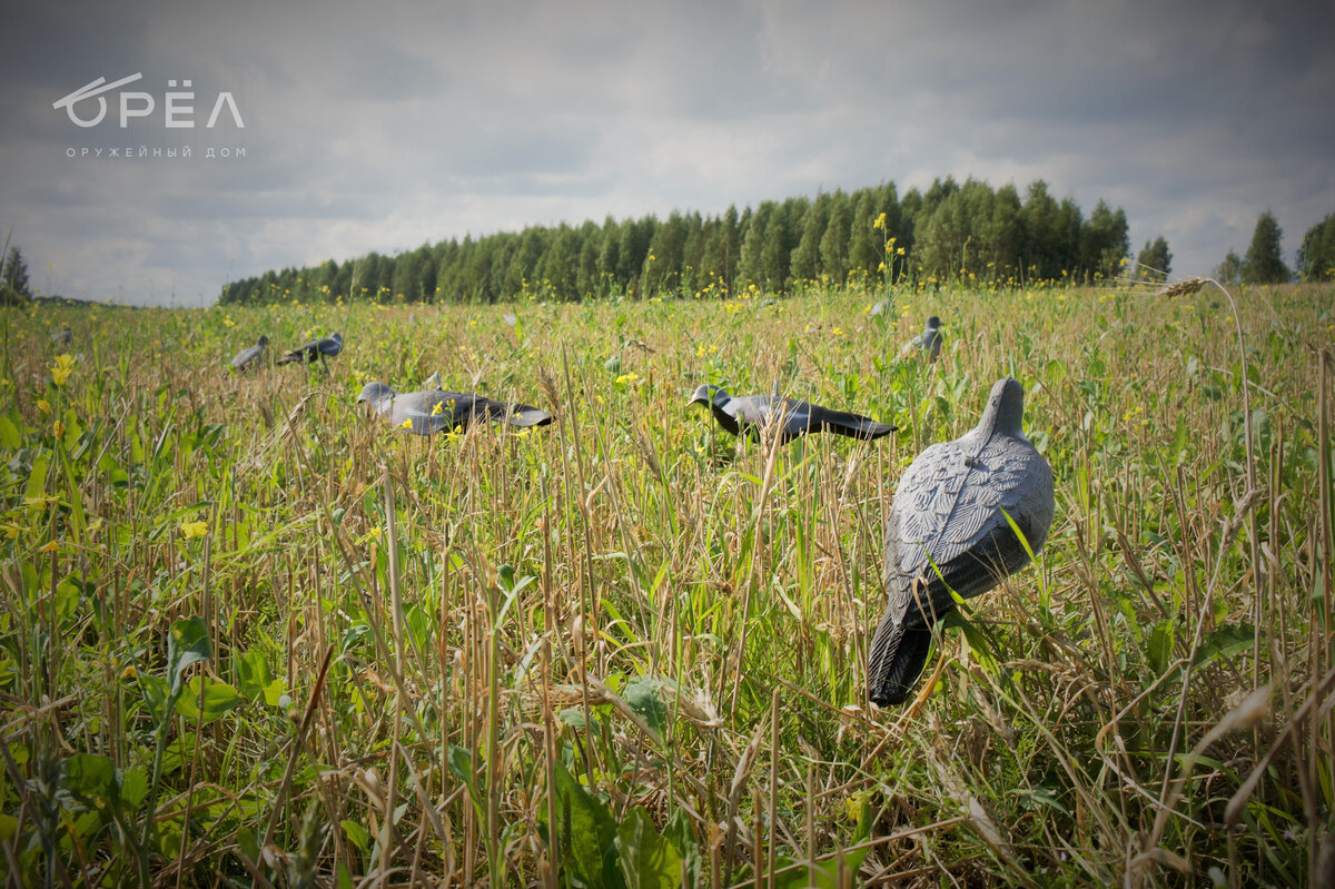 Как правильно расставить чучела вяхиря. Фото www.drive2.ru