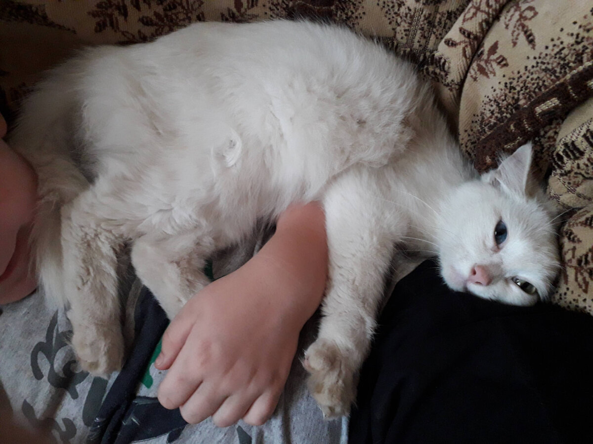 Кошка Симона. Очень ласковая кошечка