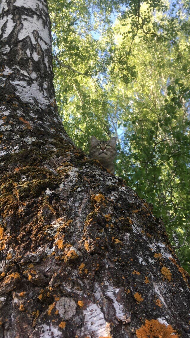 Моё фото. Муся на прогулке в лесу.