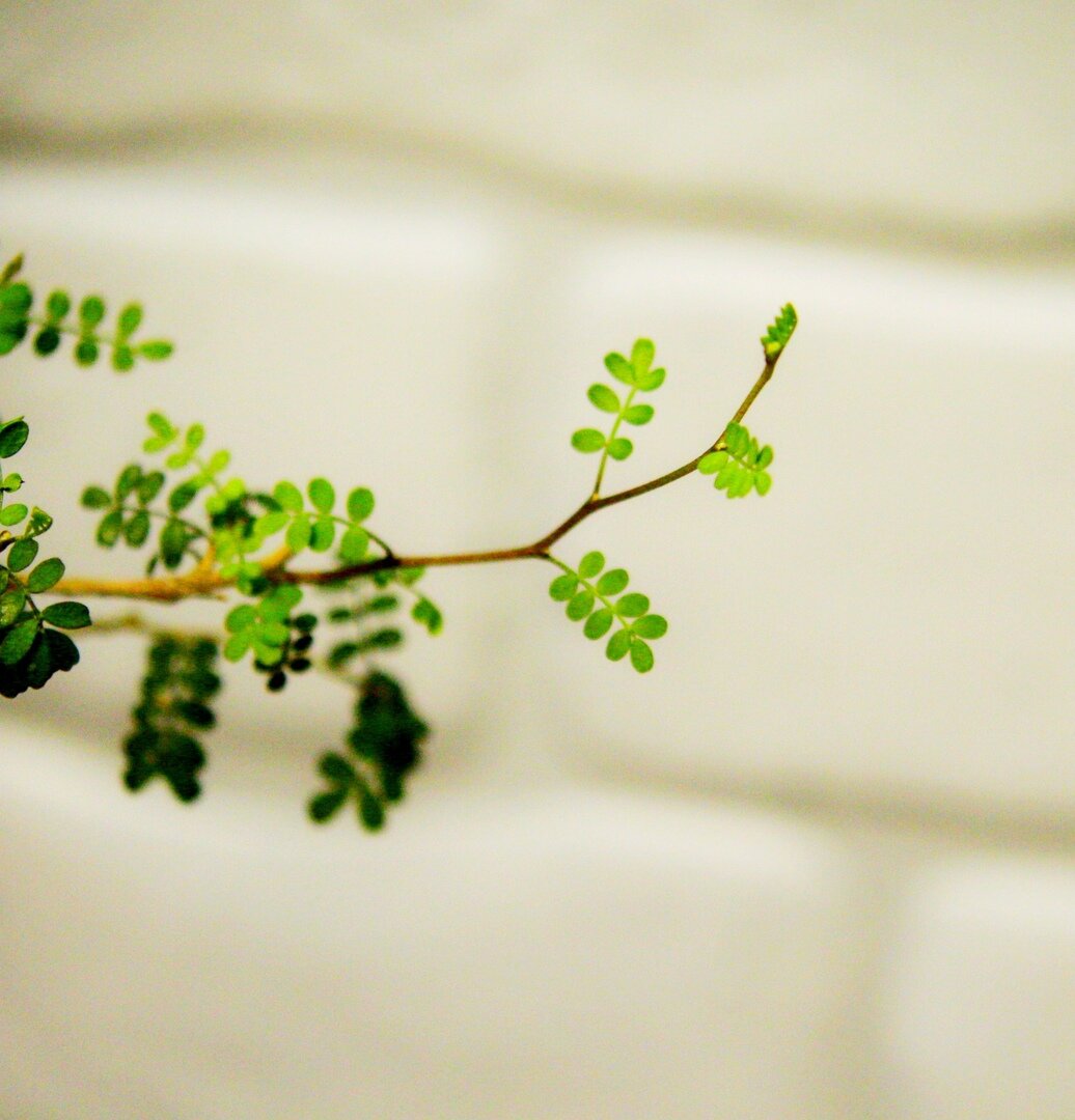 Нежная молодая листва Sophora prostrata. Фото автора