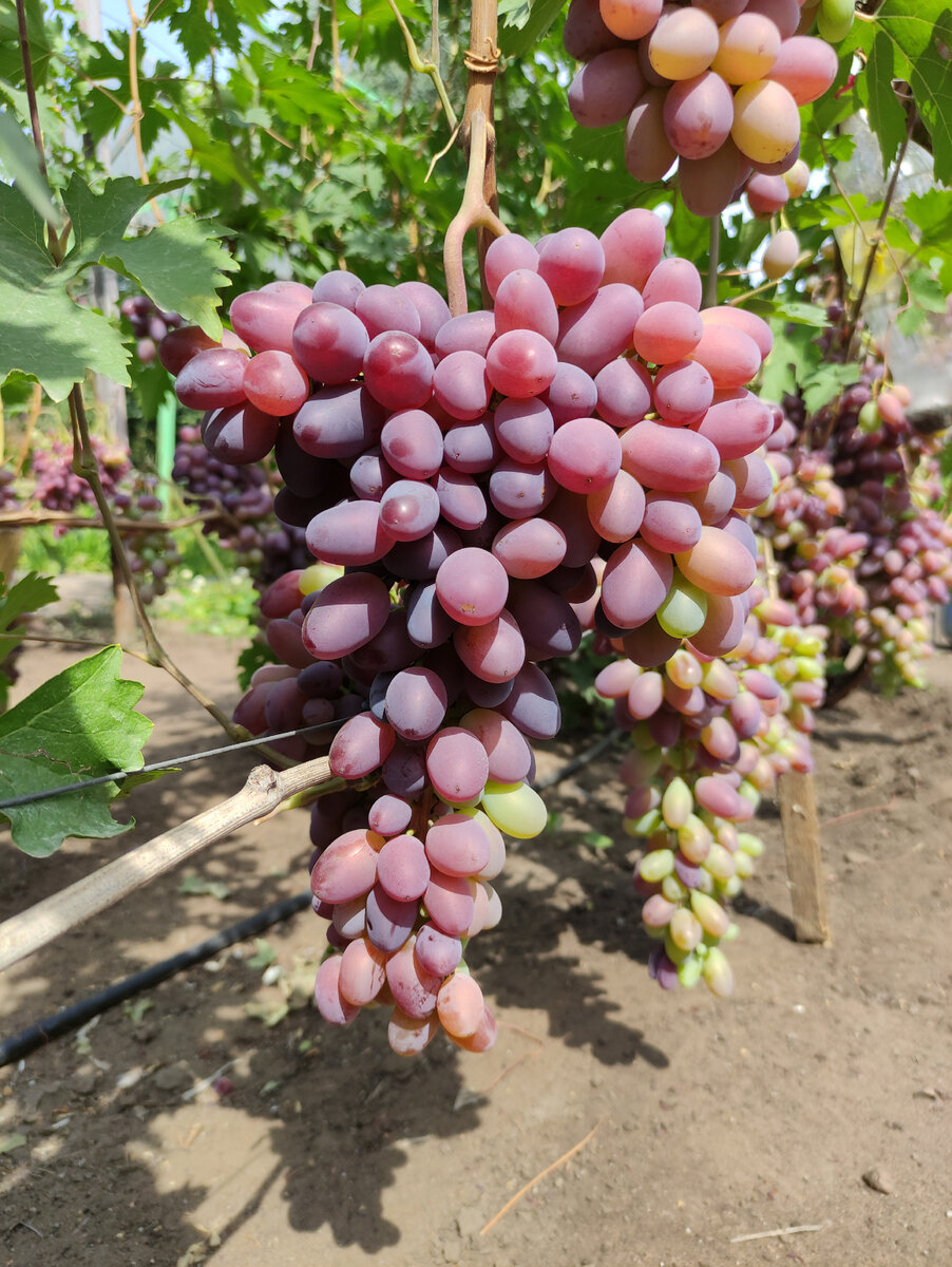 Как сделать виноград