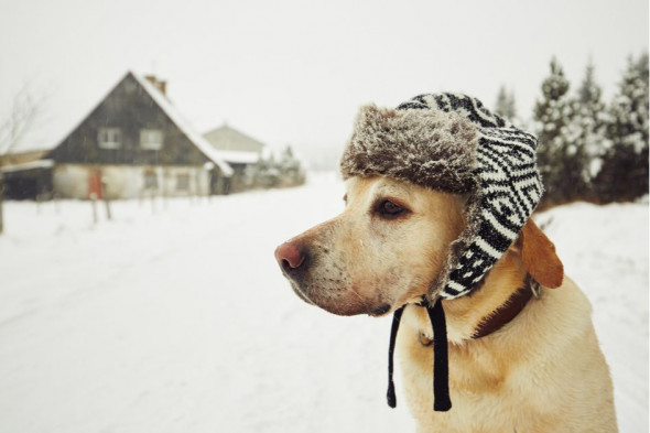 Фото: Jaromir Chalabala\shutterstock 