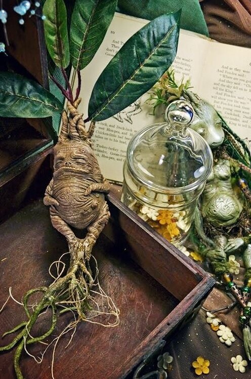 Корень Мандрагоры