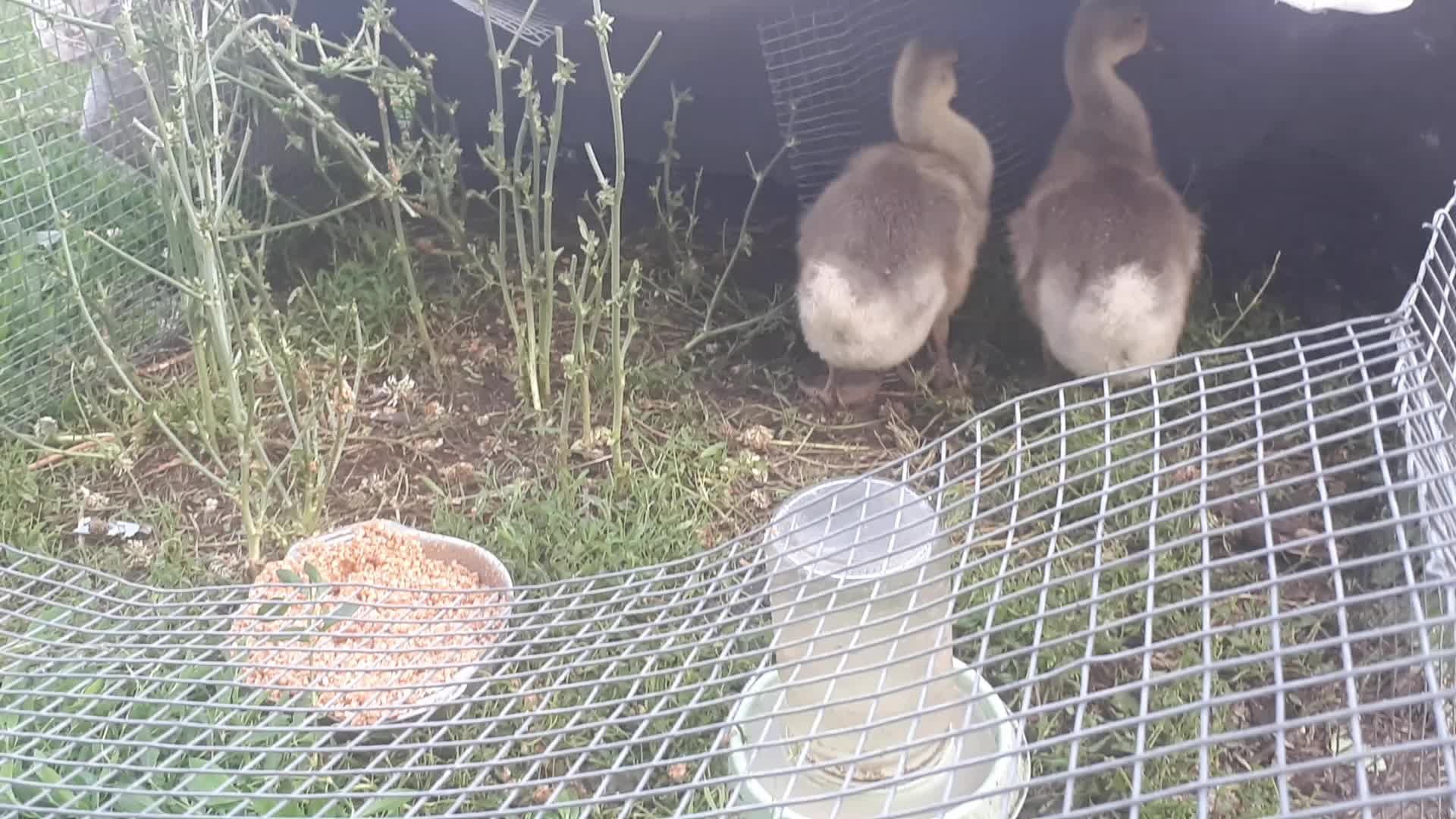 HOW TO MAKE CAGE FOR DUCKLINGS FOR GOSLINGS..КАК СДЕЛАТЬ КЛЕТКУ ДЛЯ ЦЫПЛЯТ УТЯТ ГУСЯТ...