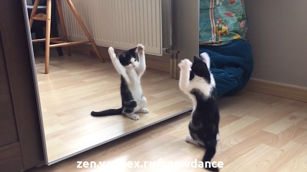 Что видит кошка в зеркале? Узнает ли она себя? | КотоВедение | Дзен