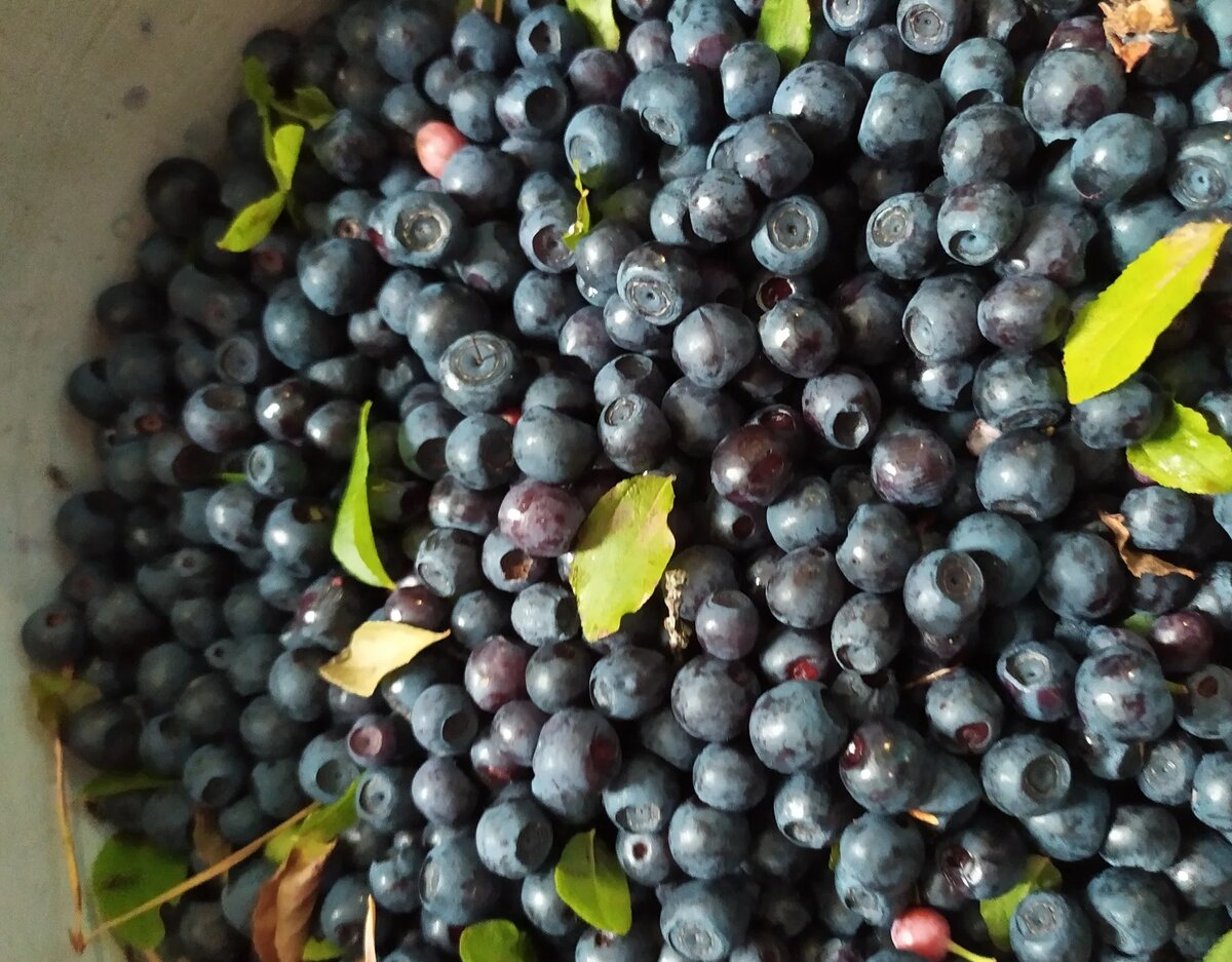 Ягоды темно-синего цвета обладают мощными гепатопротекторными свойствами