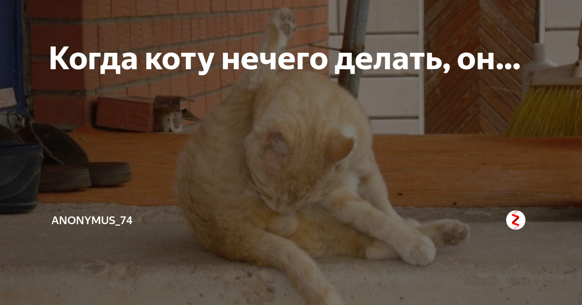 Картинка нечего делать. Коту делать нечего. Когда коту делать. Когда коту заняться нечем он яйца. Когда коту делать нечего он яйца лижет.