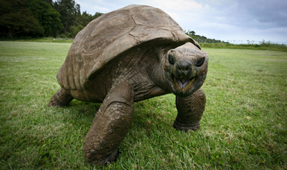 Секрет долголетия черепахи Джонатана | Amazing Animals | Дзен