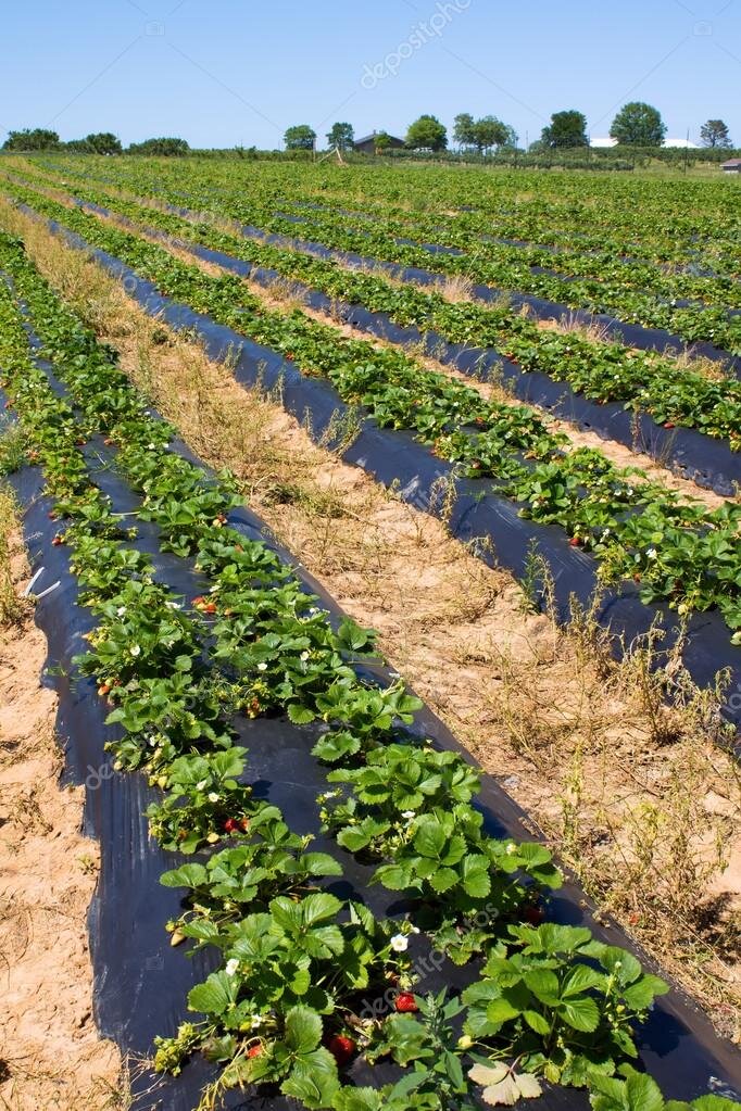 сколько клубники с 1 сотки. клубника открытый грунт. сколько клубники с 1 сотки.