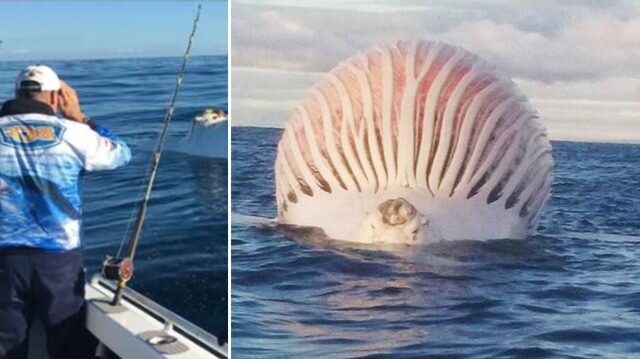 Фото: коллаж ntd.tv 