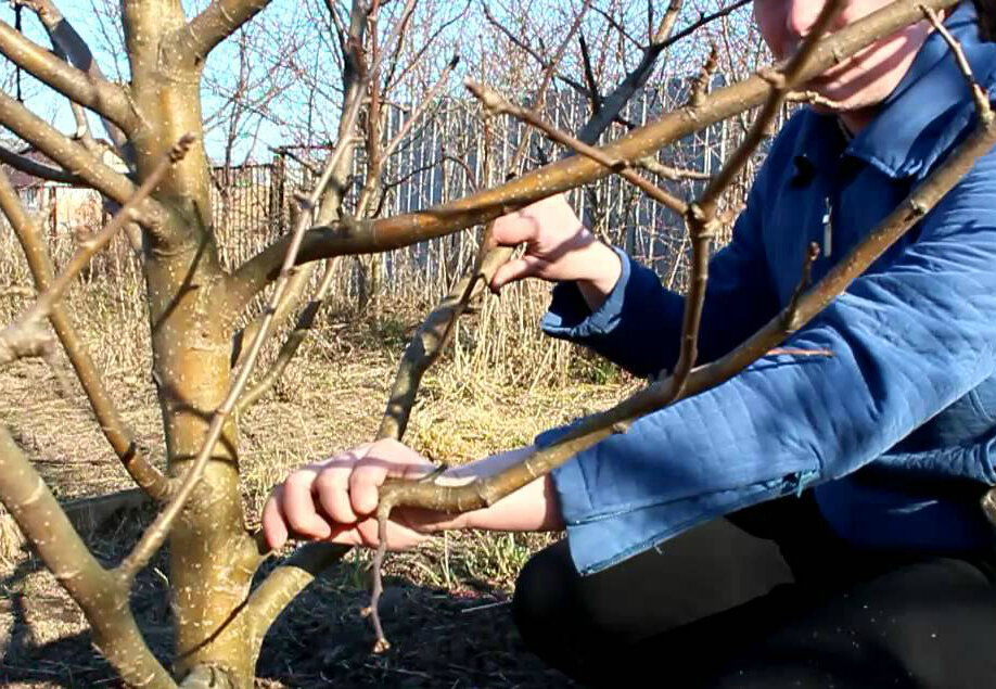 Как правильно обрезать волчки. Волчки на яблоне. Волчковые ветки у яблони что это. Волчки на дереве. Ветки волчки на яблоне что это.