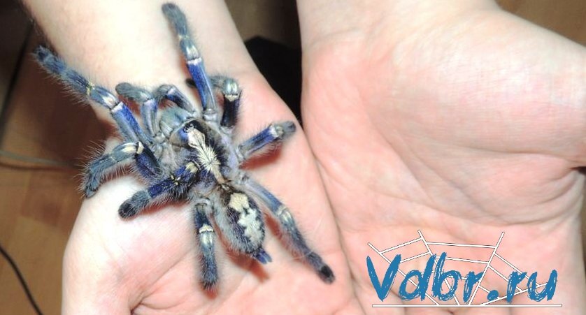 Poecilotheria metallica