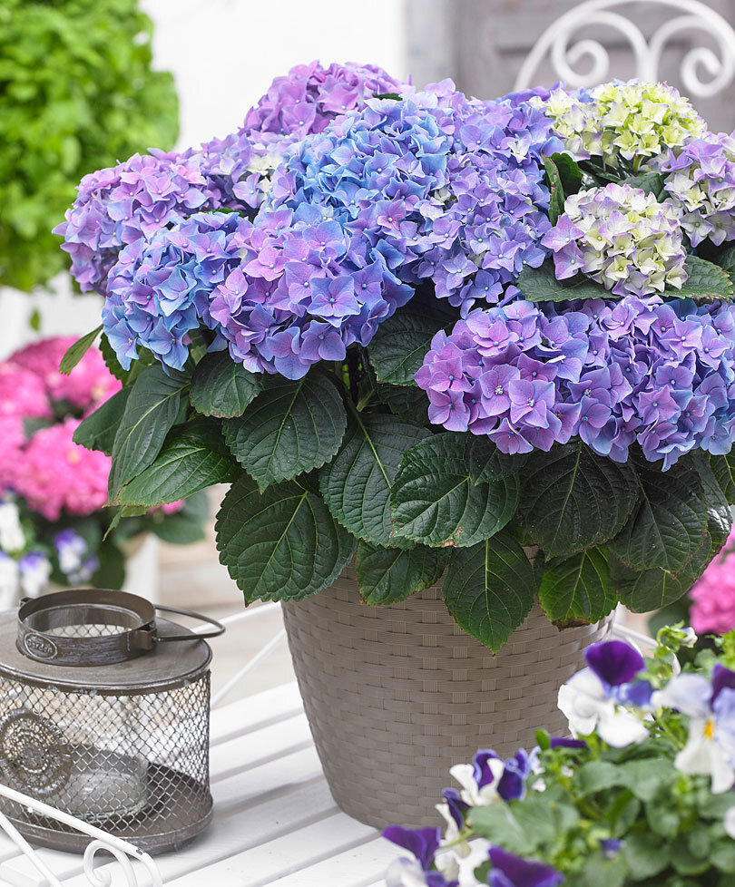 Ссылка на фото