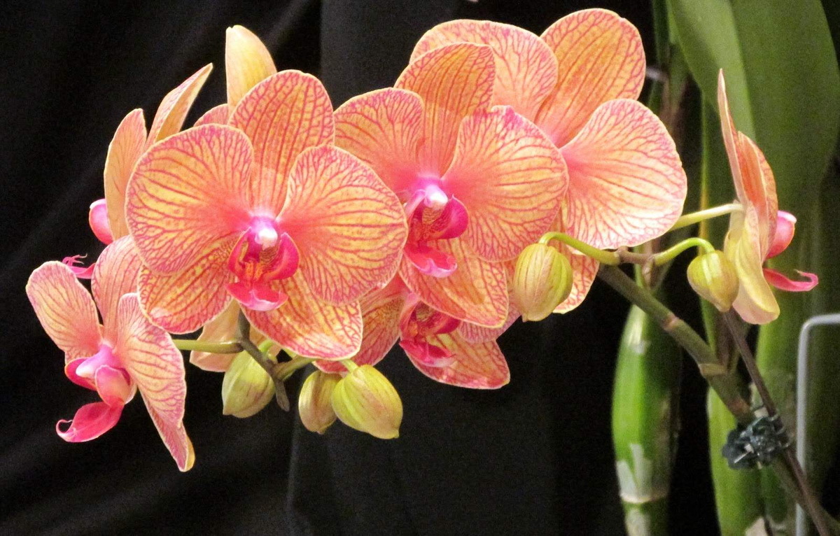 Орхидея в доме — наблюдения предков, значение цветов и приметы