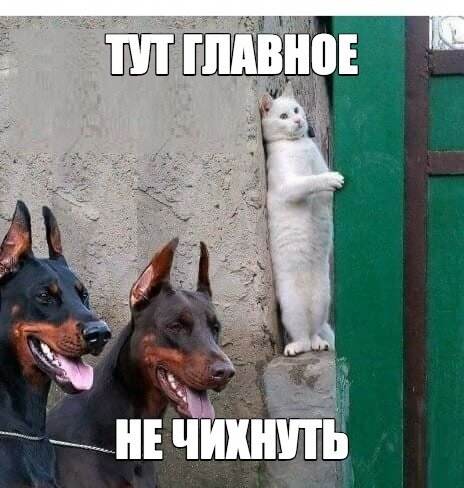 Бедный котейка