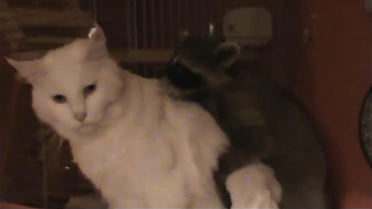 Кошки-мышки. Мама кошка. Кошка таскает котят. Кошка и попугай. Какая кошка терпеливая в этом мире.