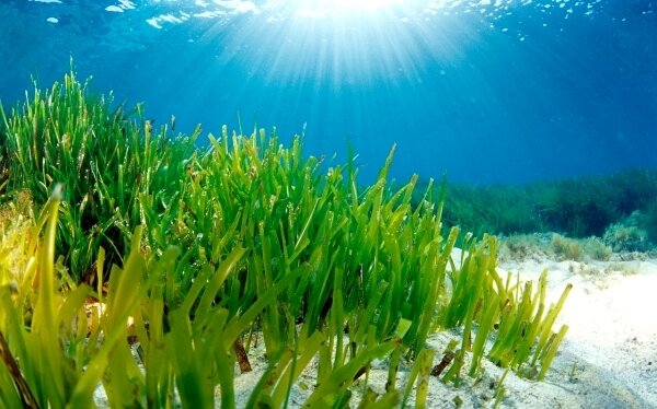 Posidonia oceanica