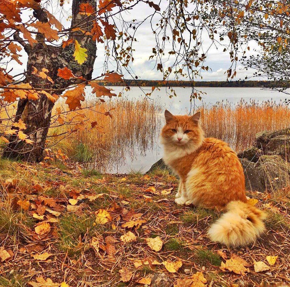 доброе утро картинки осень кошки