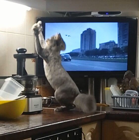 Маня любит повыпендриваться перед телевизором, когда все смотрят Новости.