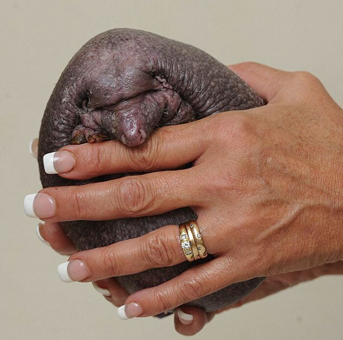 Никто не знает, почему у Нельсона нет иголок.