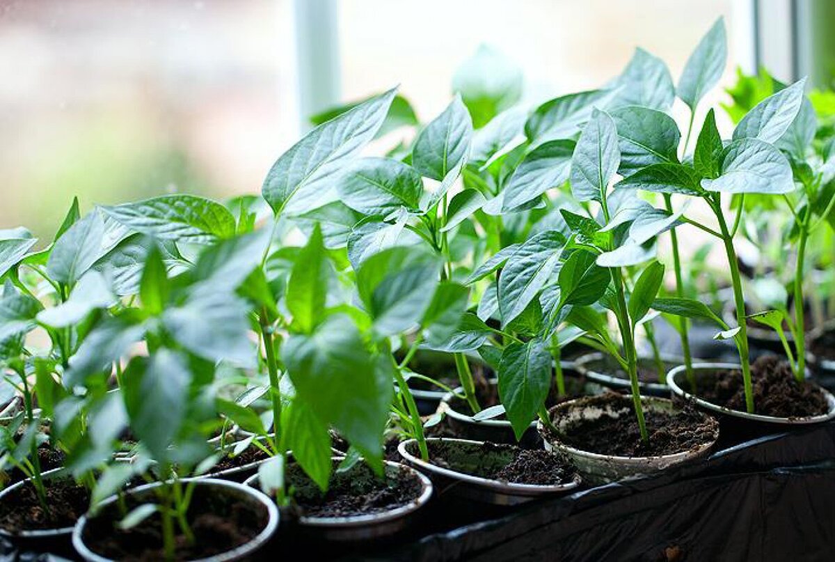 Скоро наступит время для посадки рассады перца в 2019 году