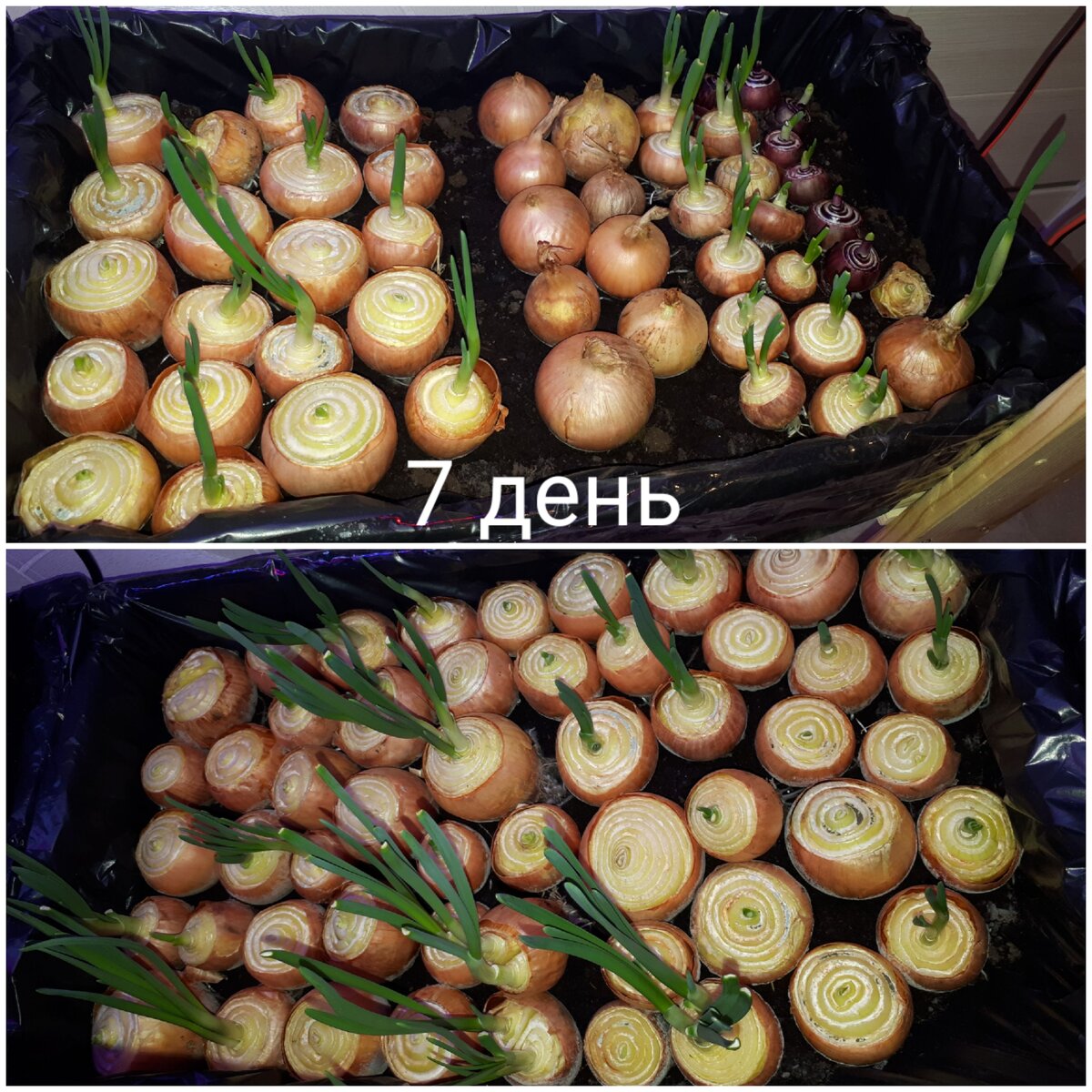 День 7. Подведение итогов за неделю. | 1000 мыслей в моей голове | Дзен