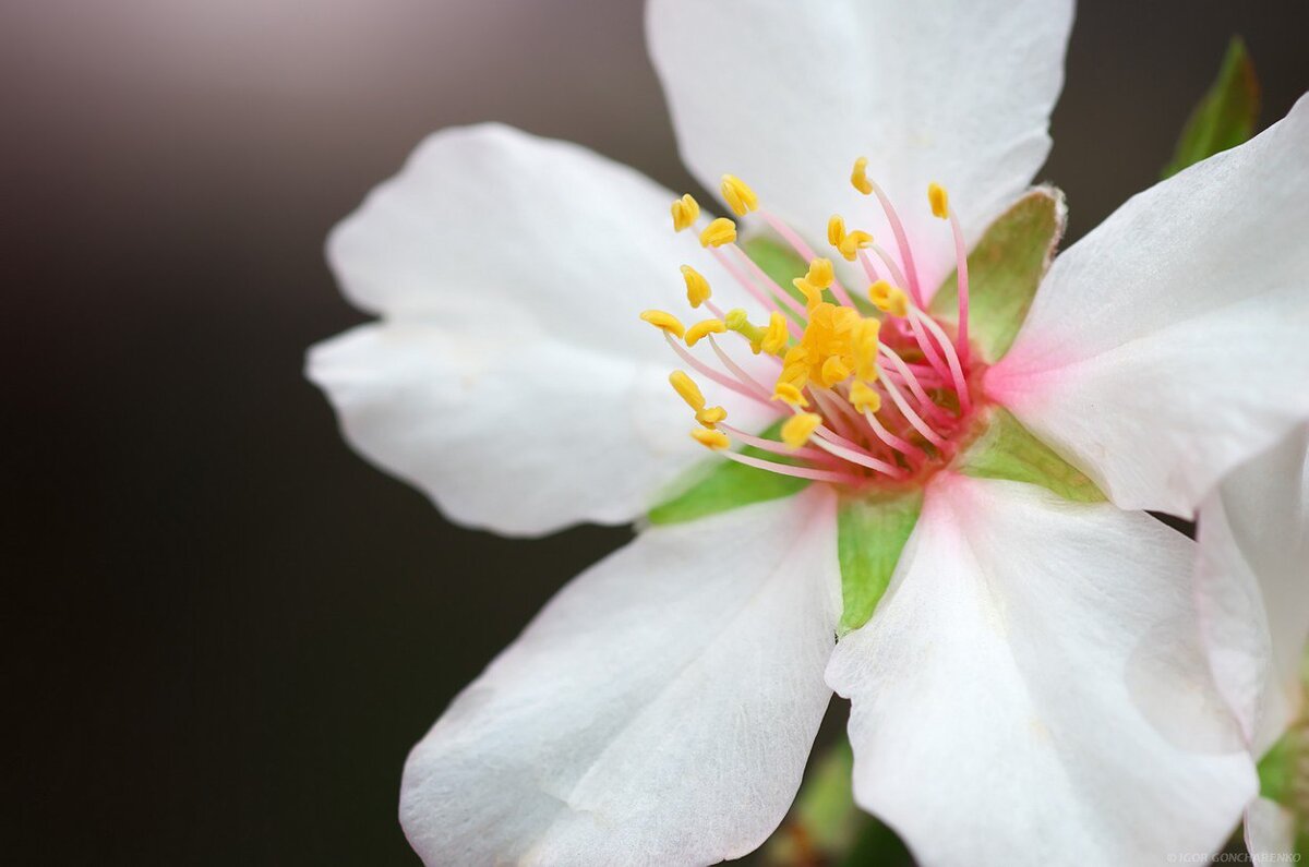 Tamron 90mm f2.8 macro