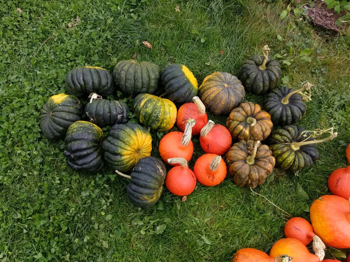 Тыква мускатная фото. Мускатная тыква (Cucurbita moschata). Тыква мускатная семейная. Тыква Шинтоза. Тыква Булава.