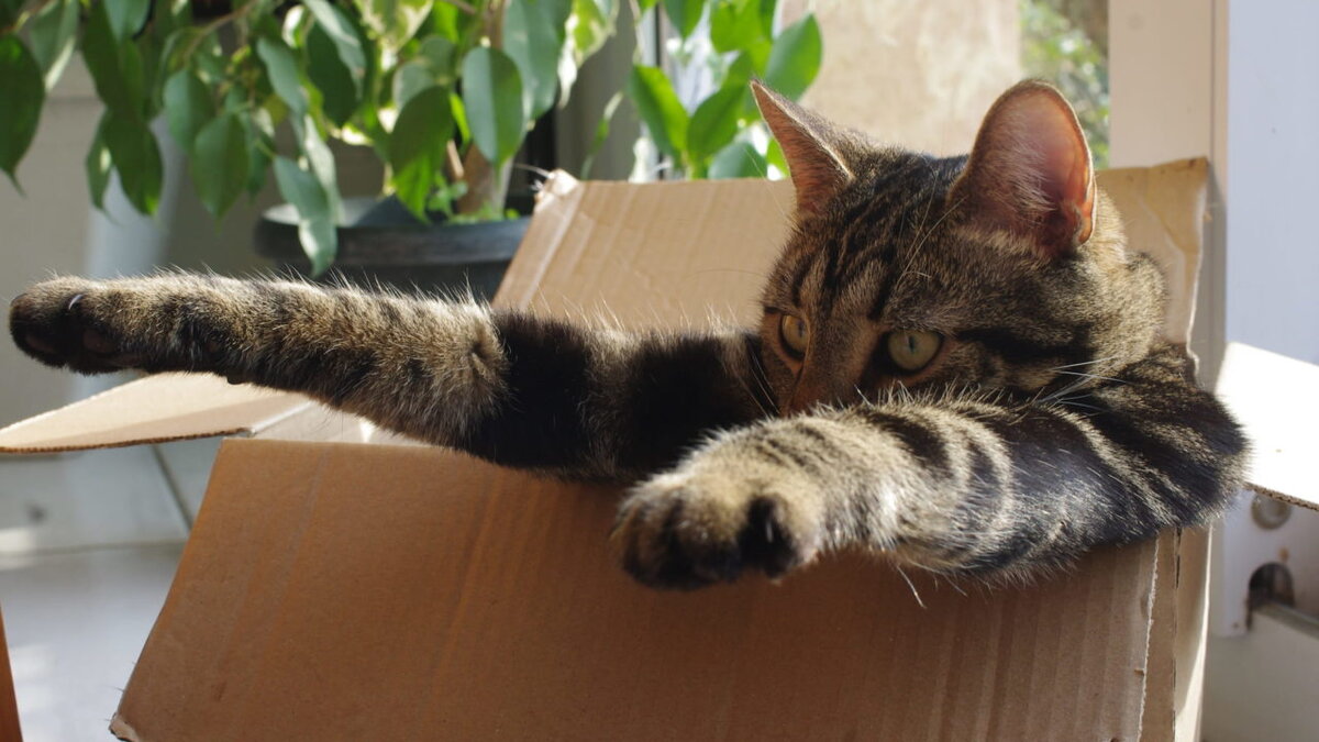 Почему кошки любят коробки Кошки любят замкнутые пространства, и картонные коробки идеально подходят для этого. Неважно, какого это размера, кошки просто не могут насытиться своими картонными домами!