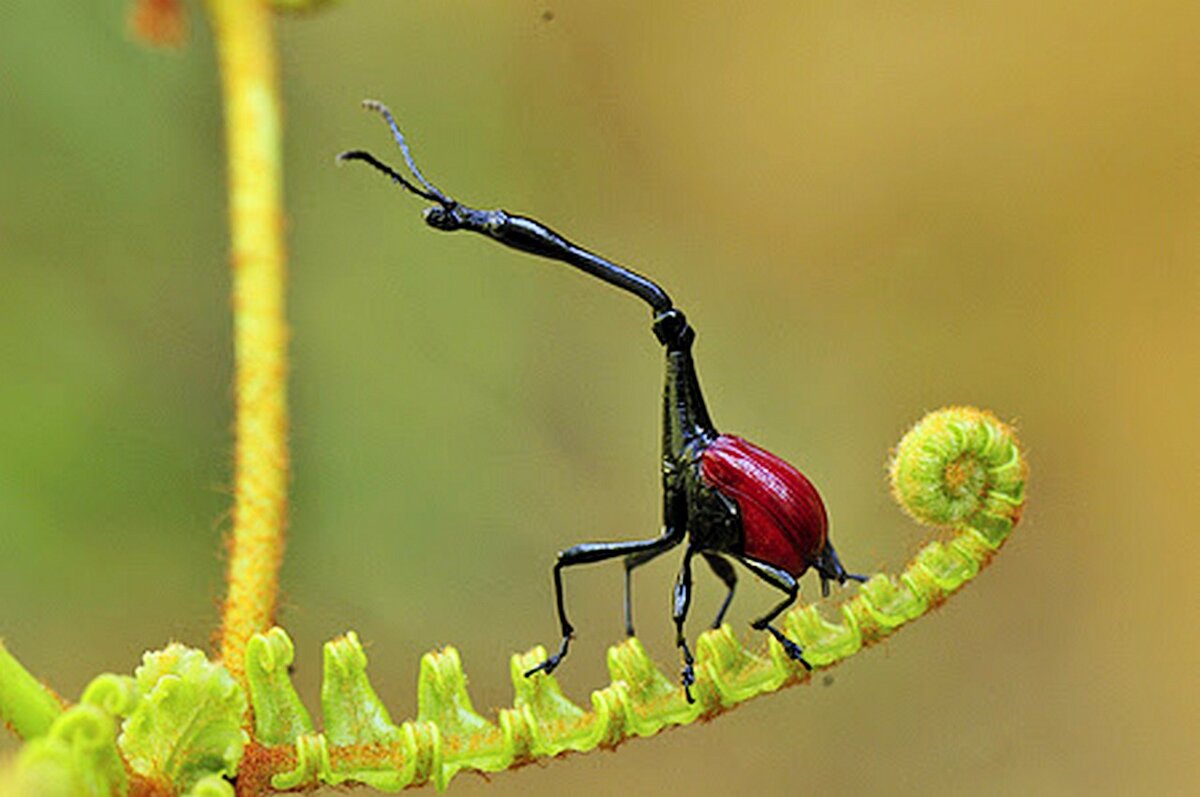 Trachelophorus giraffa (лат.)