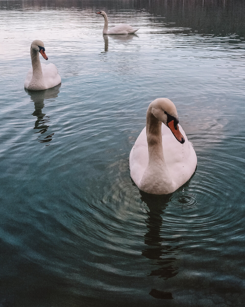 Лебеди на озере Абрау