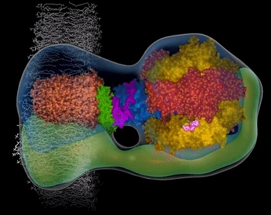 АТФ снабжает энергией многие биохимические и физиологические процессы в организме и является одним из самых важных для жизнедеятельности веществ. В сутки в теле человека образуется и расходуется до 40 килограммов АТФ.