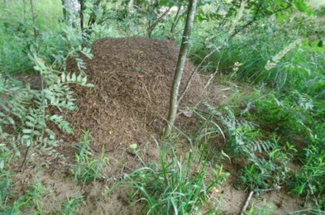 Действенные обряды на муравейник, приносящие богатство.