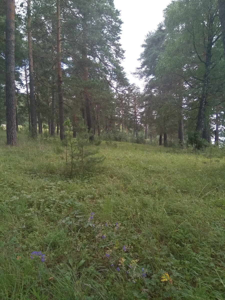 Сосновый лес.