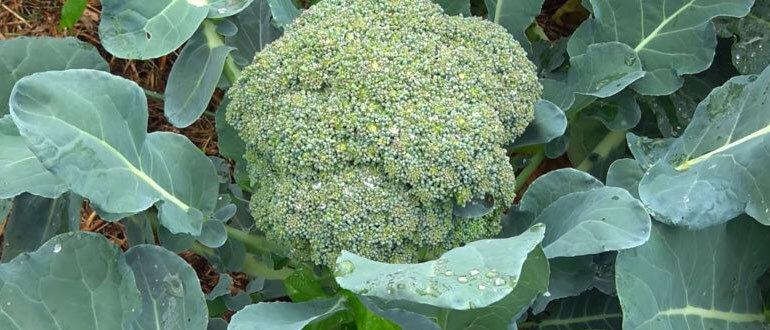 Брокколи сорт "Грин мэджик"