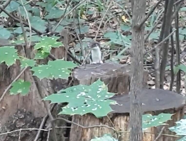 тоже картинка из серии "найди ласку"