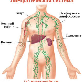 О каких болезнях предупреждают лимфатические узлы - Российская газета