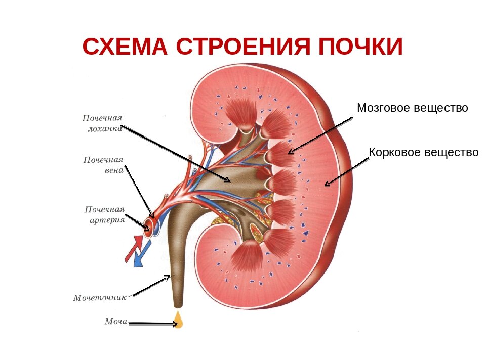 Картинка почки в разрезе